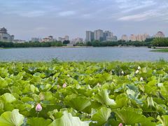 -莲花池公园