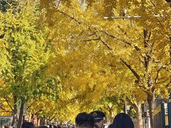 -三里屯东五街银杏大道