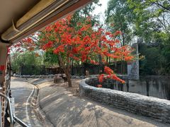 -清迈夜间动物园