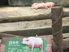 -海南热带野生动植物园