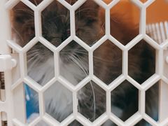 -美联众合动物医院(·中兽医·疑难杂症·严家桥分院)