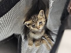-御宝贝·A梦猫科宠物医院(国际猫友好医院)