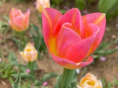 -石家庄市植物园