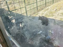 -新疆天山野生动物园