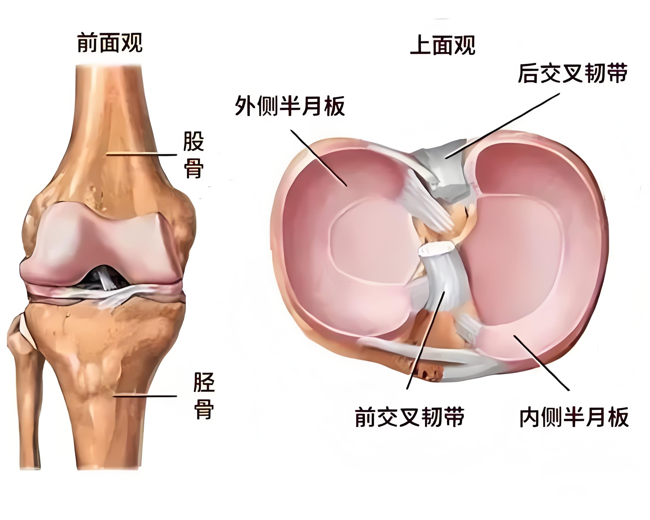 半月线解剖图片图片