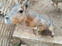 -合肥野生动物园