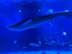 -烟台海昌鲸鲨海洋公园