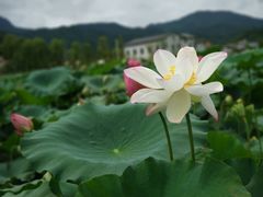 -古田会议纪念馆