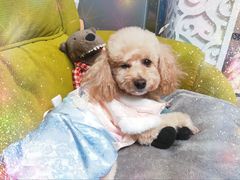 -全心全意连锁动物医院(加州店)