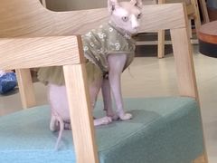 -藏猫猫咖啡主题馆(中央大道店)