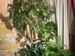 -叶叶菩提·晋福宫