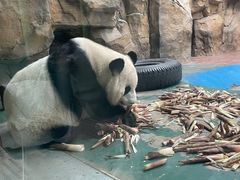 -成都动物园