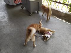 -柴犬高等学院·狗咖·柴犬售卖·宠物训练