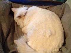 -Babycat私家御饼屋(龙头路一店)