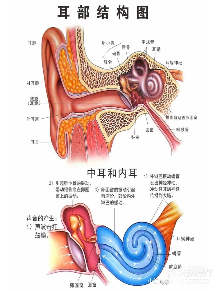 耳朵结构图高清图片