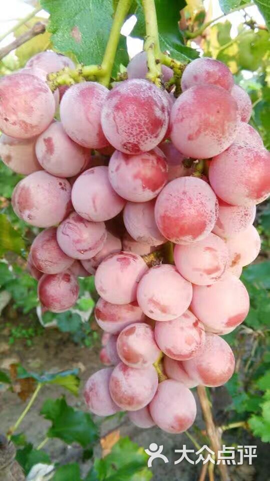 红艳水果种植专业合作社(老梁葡萄园)-图片-天津休闲娱乐-大众点评网