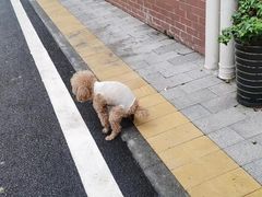 -关爱动物医院·心脏·中兽医·异宠(金牛路分院)