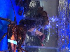 -小龍鳳·港式海鲜打边炉(沙湖路店)
