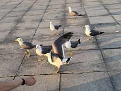 -东港音乐喷泉广场