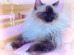 -爪爪喵星球·猫舍(前海卓越店)