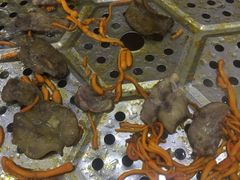 -凯盈阁·顺德私房菜·桑拿鸡