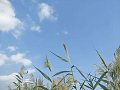 -芒洲湿地公园
