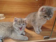 -猫十亿·布偶金渐层·曼基康矮脚猫舍(青年路店)