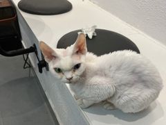 -琪喵猫屋·撸猫猫咖·猫舍