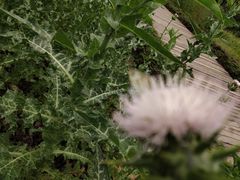 -广西壮族自治区药用植物园