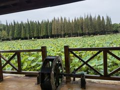 -宜兴龙背山森林公园