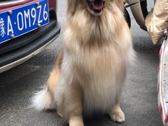 -康旭宠物医院(郑州总院)