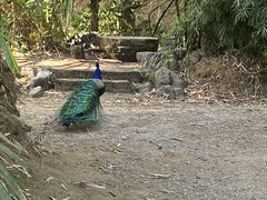 -孔雀湖生态旅游区