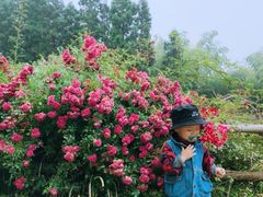-重庆雨台山风景区