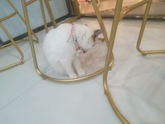 -糯米喵星人·撸猫猫舍咖啡馆(西市场嘉华店)