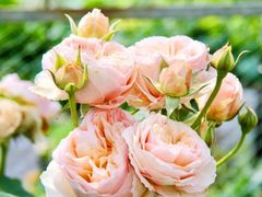 -前小桔亲子创意农场·草莓采摘·露营烧烤