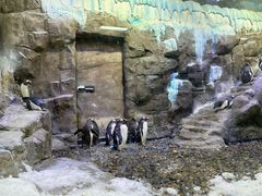 -迪拜水族馆及水下动物园
