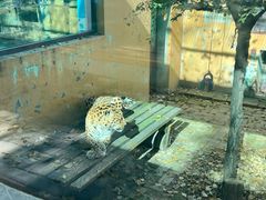-青藏高原野生动物园