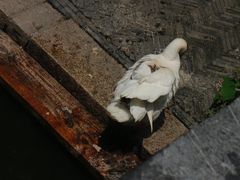 -苏州文庙(姑苏区)