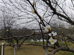 -洋湖国家湿地公园