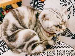 -平行世界·猫咖(首经贸店)