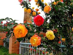 -国家植物园南园