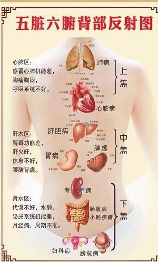 做后背,其实做的是五脏六腑 调的是心,肝,脾,肺,肾