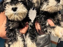 -翊宠yipet猫狗购宠庄园犬舍•猫舍