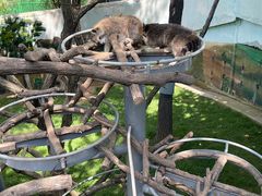 -西霞口神雕山野生动物世界