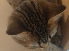 -IYO矮哟猫主题休闲馆·猫咖(南山店)