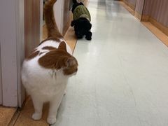 -瑞鹏宠物医院·宠保定点·心脏科·内科(御桥分院)