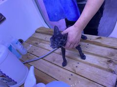 -喵百万·布偶·蓝金金渐层英短·猫舍(百子湾店)