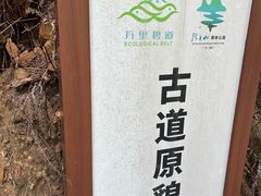 -羚羊峡古栈道森林公园