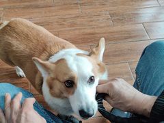 -瑞派动物医院·绝育·犬猫全科·预防医学(光景江南中店)