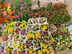 -双季花艺园艺市场(浦东店)